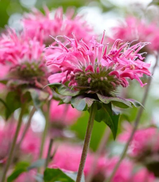Monarda didyma 'Marshall's Delight'